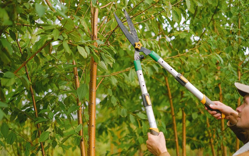 Tree trimming in Henrietta, NY